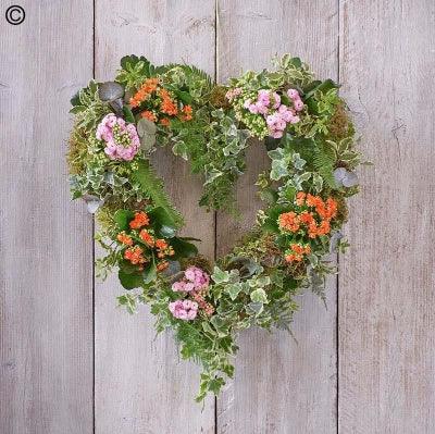 Living Plant Wreath - Rams florists
