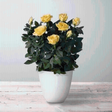 Sunny Rose Plant